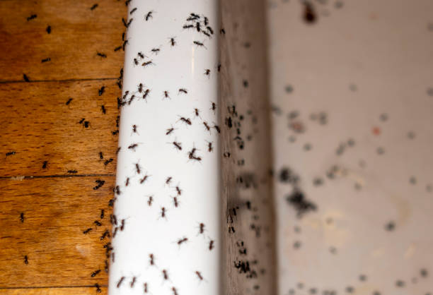 Best Rat Extermination Near Me  in North Pearsall, TX