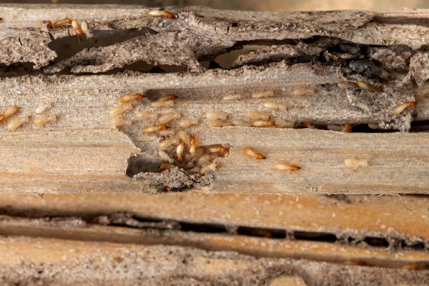 Best Flea Control Services  in North Pearsall, TX